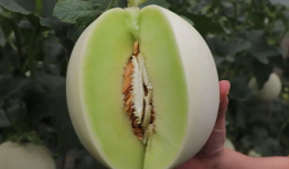 吃瓜爆料配乐有哪些名字,揭秘那些令人捧腹的吃瓜爆料配乐传奇